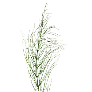 μίσχος equisetum